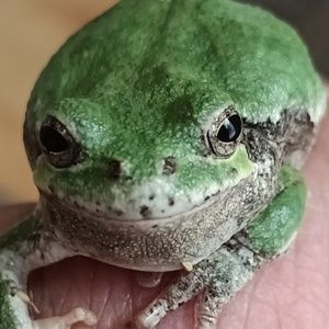 Meet your Posher, Gracie